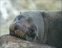 Морские котики не вынесли перелет