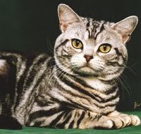 В Канаде кот задержал вылет самолета