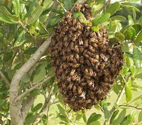 На аэропорт Уфы напали пчелы
